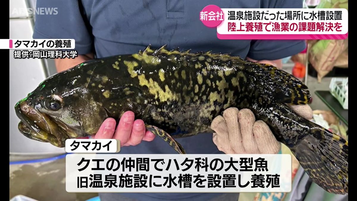 温泉として親しまれた施設でクエの仲間の高級魚「タマカイ」養殖へ NTTなどがバックアップ　秋田県男鹿市