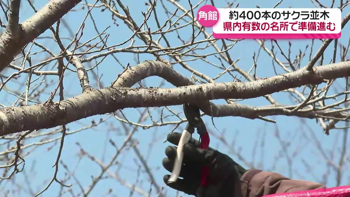 川沿いに400本が連なるサクラの名所  仙北市角館町の桧木内川堤でサクラのせん定作業