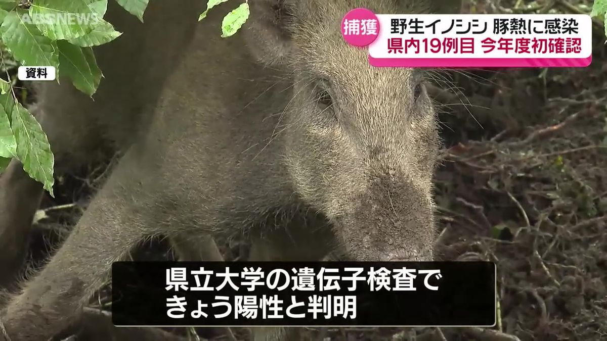鹿角市で捕獲された野生イノシシの豚熱感染が判明　県内では今年度初めての確認