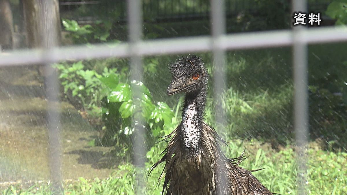 飼っていたエミューが一時逃げ出して行方不明に  鹿角市