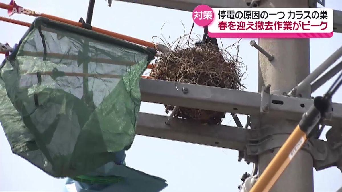 カラスの巣による停電を防ぐ！撤去作業がピーク　年間2,000個から3,000個を撤去　秋田県