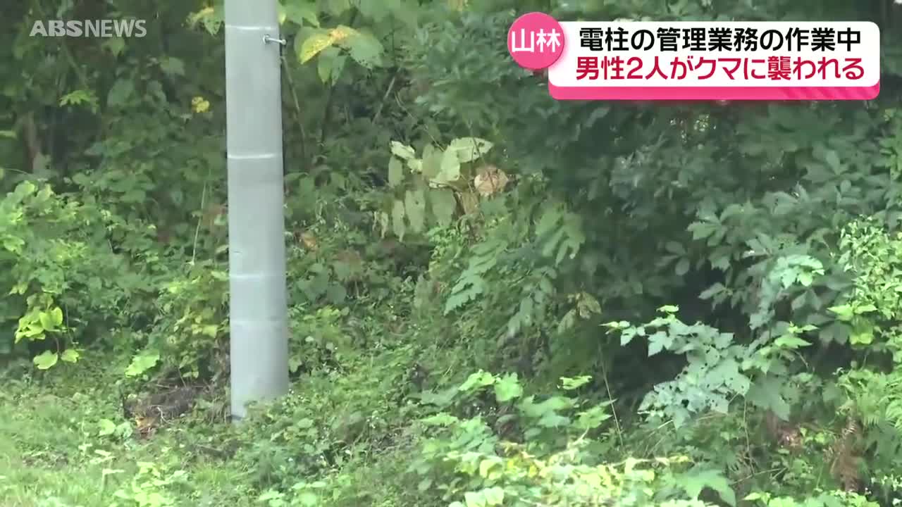 付属品なし　長男くまです 八幡平の山林で男性2人がクマに…1人は顔に1人は太ももにけが 2人とも