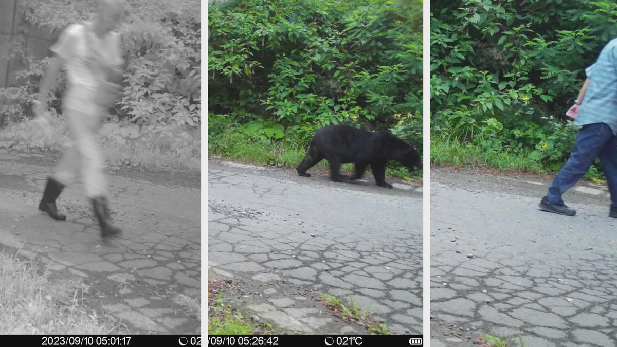 2ページ目 「クマを多角的に知る…ということ・シーズン2」 もし、クマ