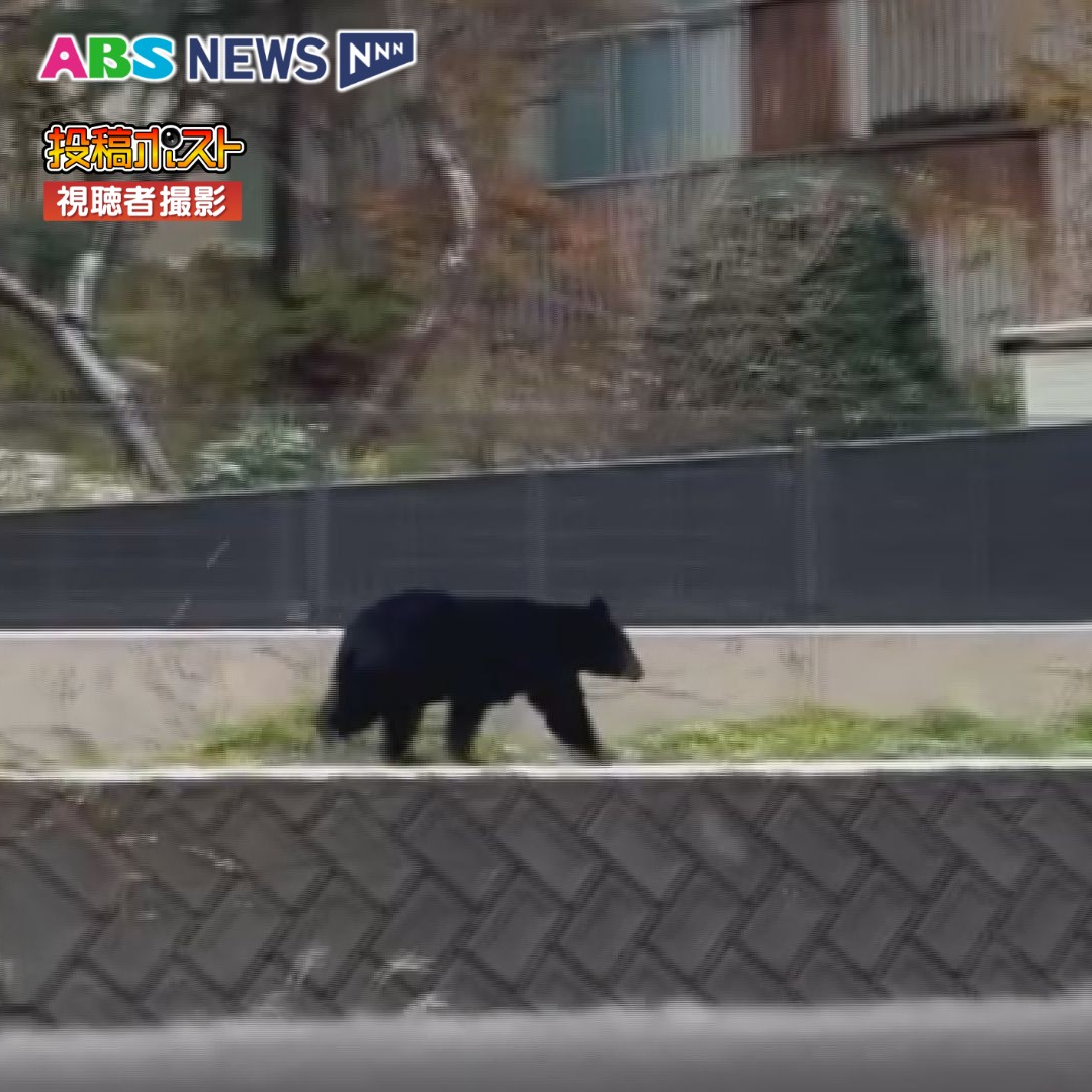 3ページ目 「クマを多角的に知る…ということ・シーズン2」 もし、クマ