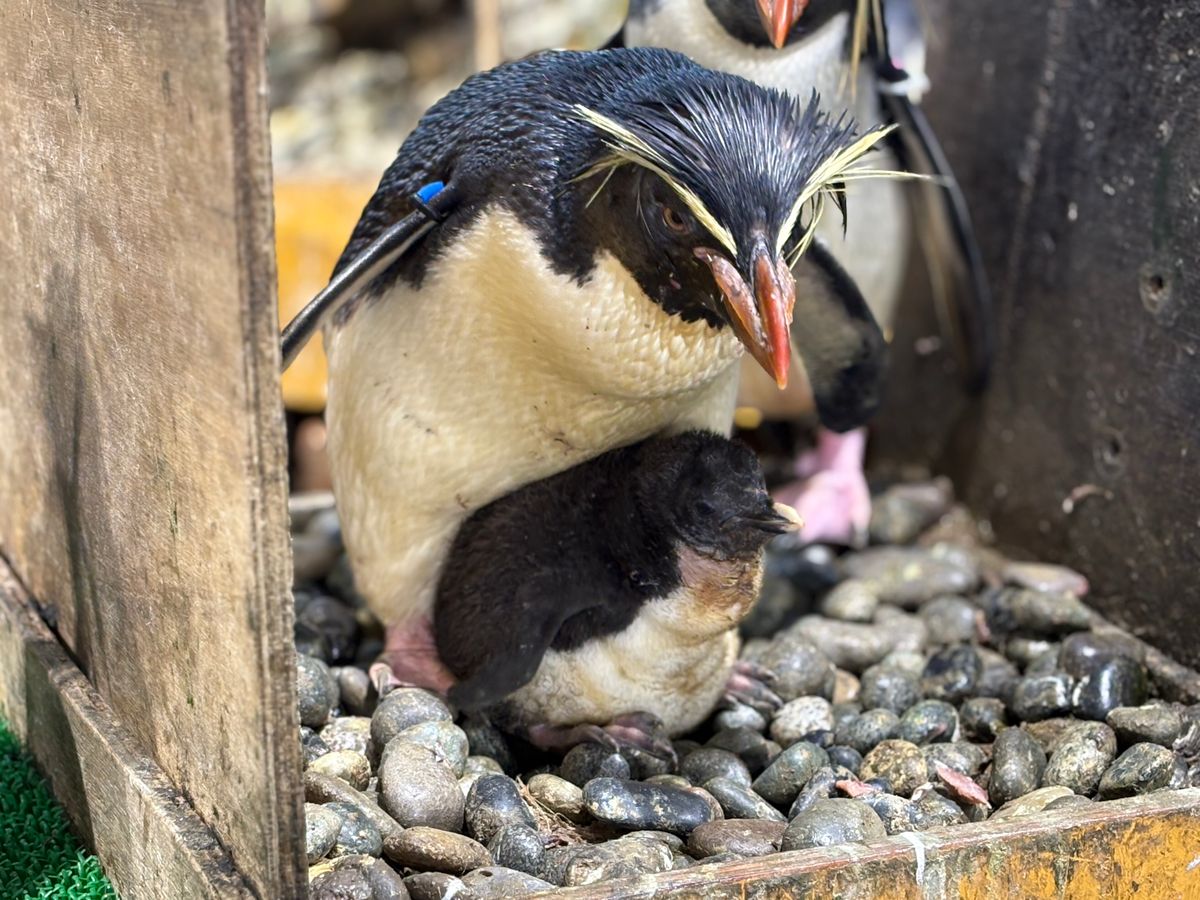 GAOでペンギンのヒナの観察会 6月毎週土曜日に実施 間近でヒナを見