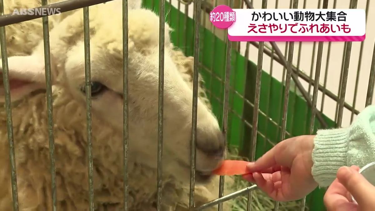 ヒヨコにカメレオン、カンガルーやヘビまで！「めっちゃかわいい動物ランド」帰省客や親子連れでにぎわう　秋田・横手市