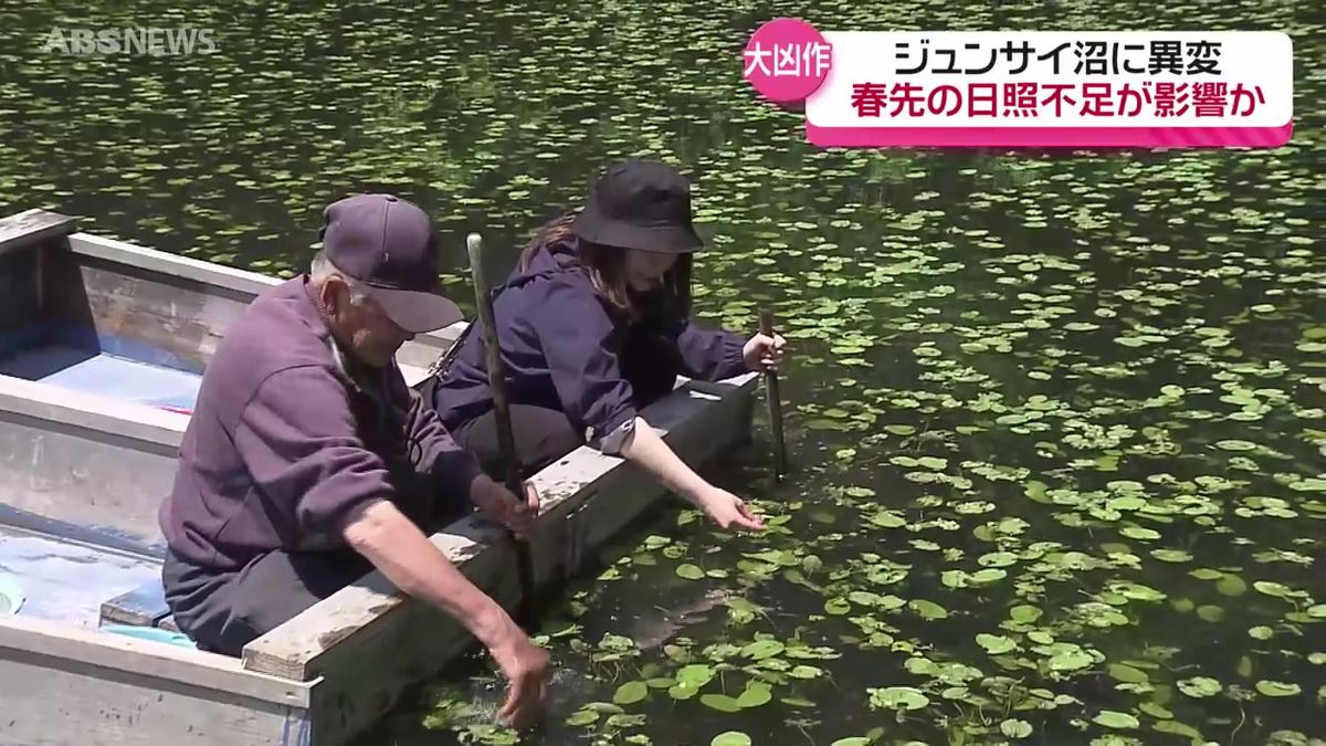 三種町の特産・ジュンサイの収穫期も…今年は50年で初めての「大凶作」！？6月の天候に期待　秋田