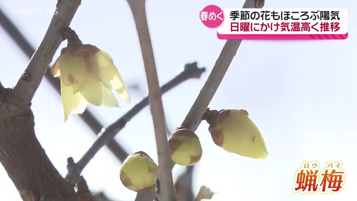 高気圧の影響で春を感じる陽気に  秋田市の中心部にある寺で季節の花を観察すると…