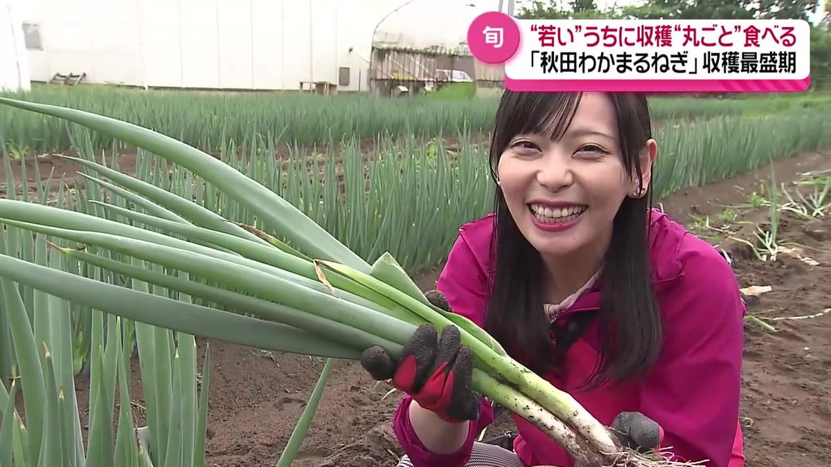 葉まで丸ごと食べられる！「秋田わかまるねぎ」収穫最盛期 期間限定の 