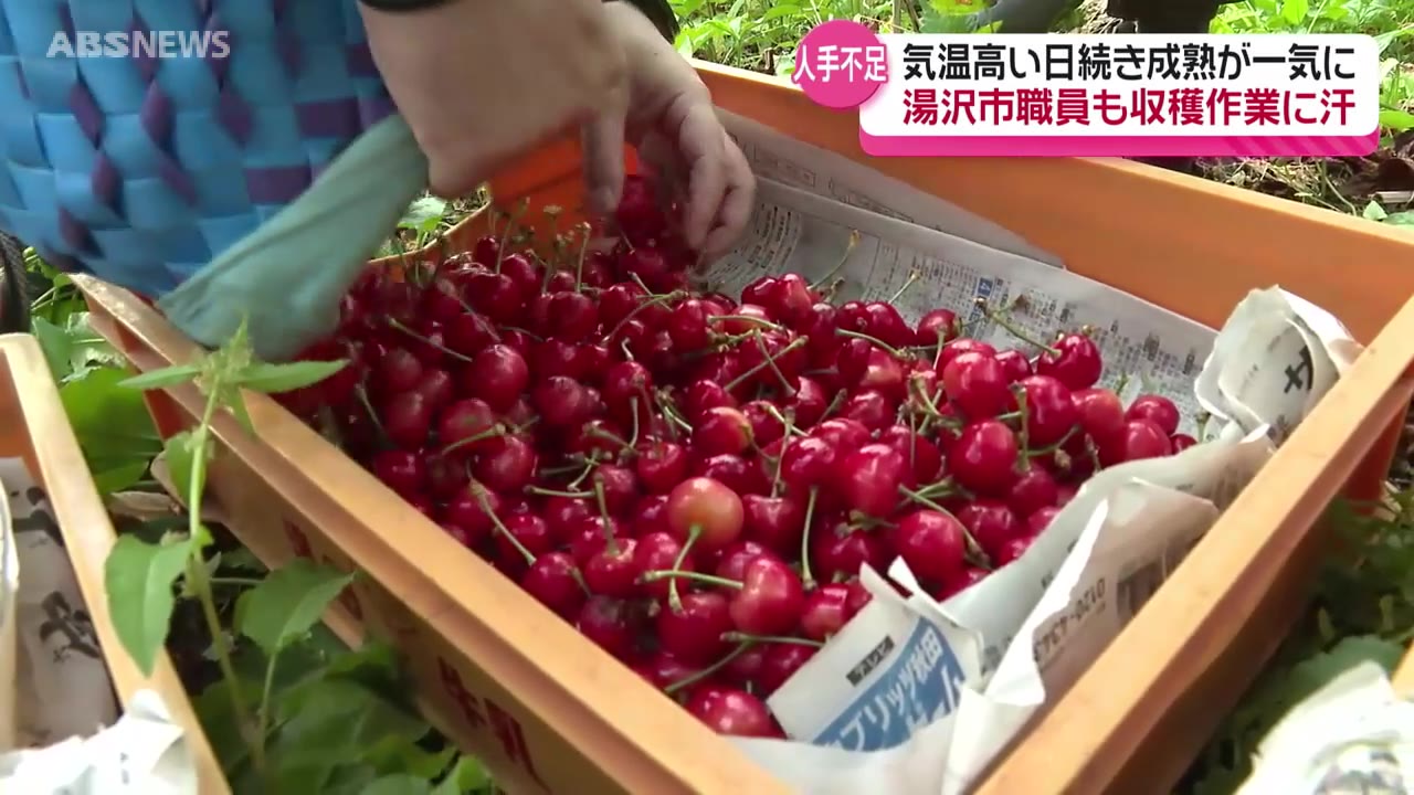 収穫最盛期のサクランボ ネコの手も借りたい中…市役所職員が