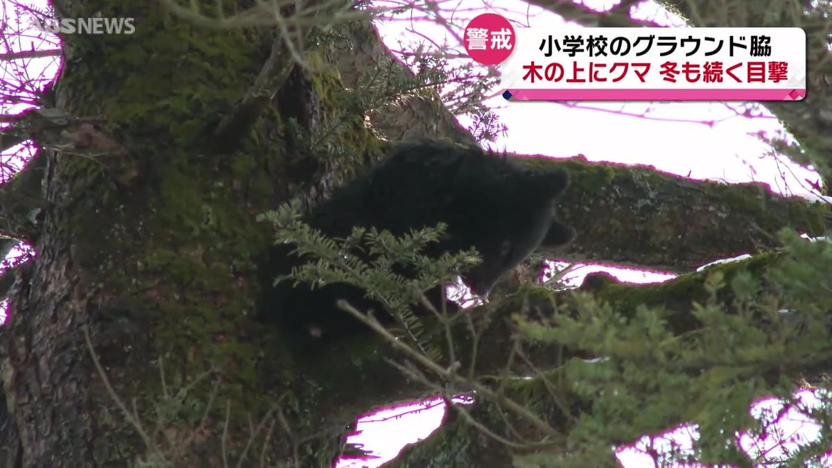 冬になっても出没続く　カメラがとらえた木の上のクマ