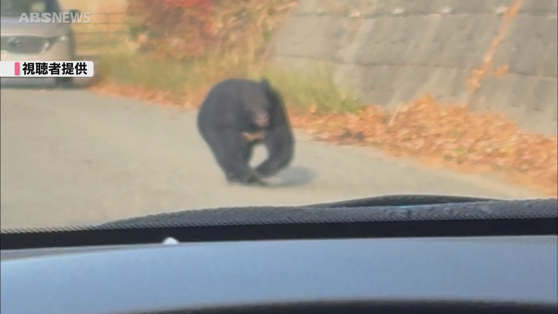 視聴者提供】車に向かってゆっくり歩く大きなクマ 周辺では目撃情報