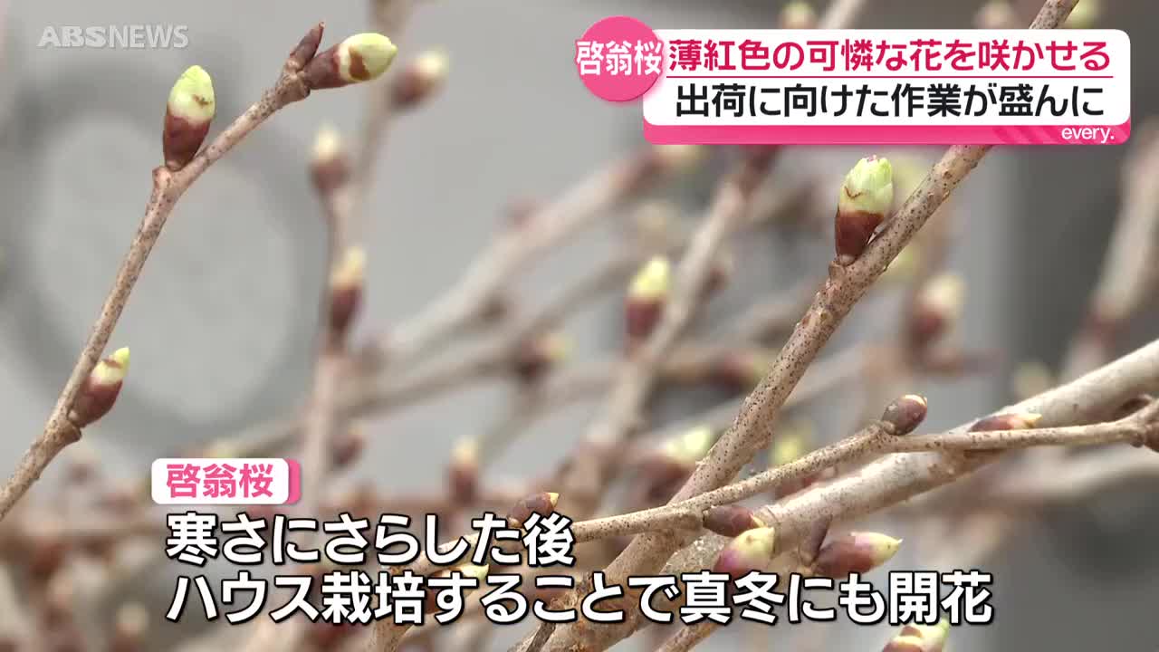 温度管理で真冬に咲かせるサクラ「啓翁桜」の出荷が盛んに 冬の彩り