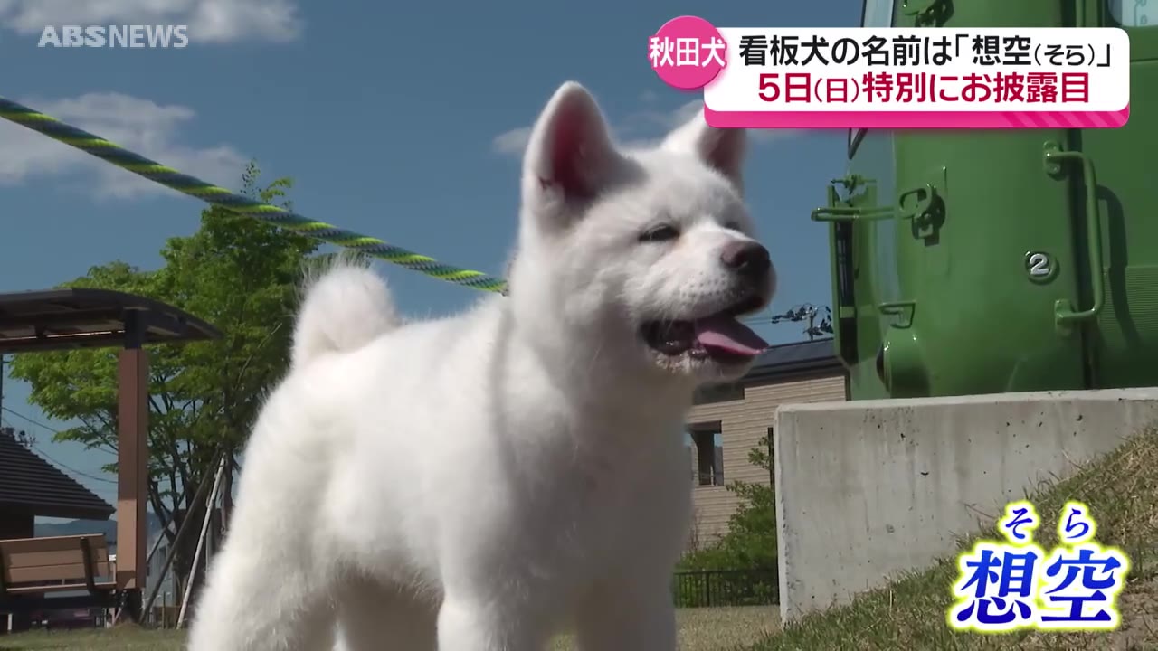 大館市の看板 秋田犬 「想空（そら）」と命名 （2024年5月2日掲載