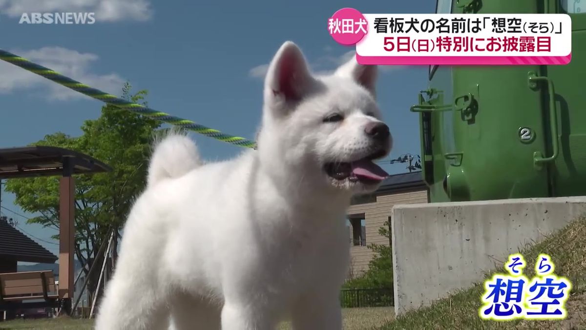 大館市の看板 秋田犬 「想空（そら）」と命名　