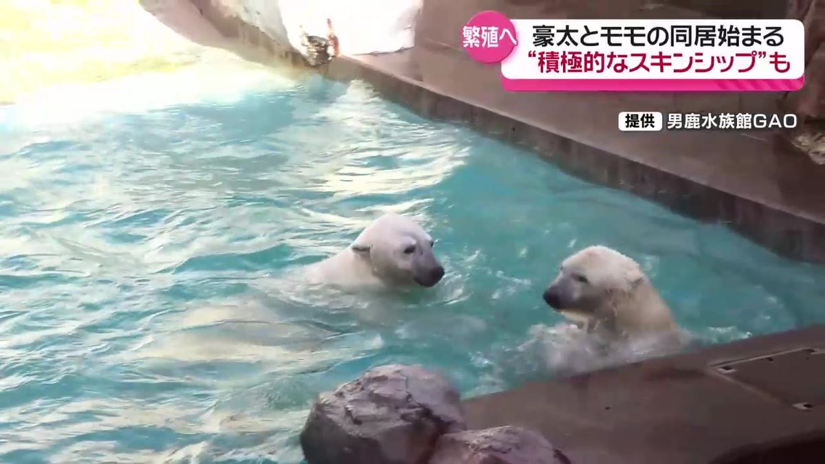 ホッキョクグマの豪太とモモ　2年目の"同居"生活スタート　今年はモモが積極的　男鹿水族館GAO