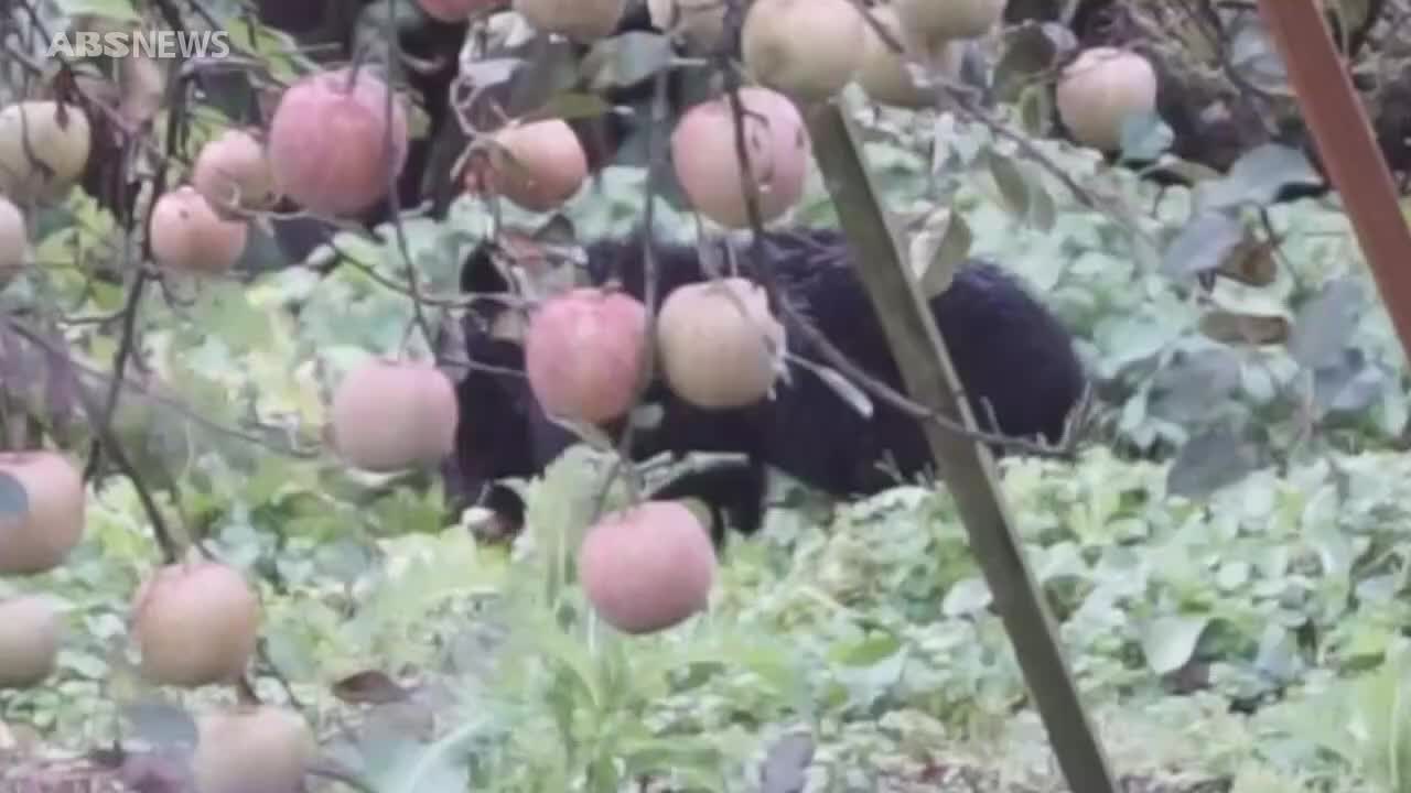 独自映像】秋田市のリンゴ畑に現れた子グマ リンゴの実や枝が…ここ数日