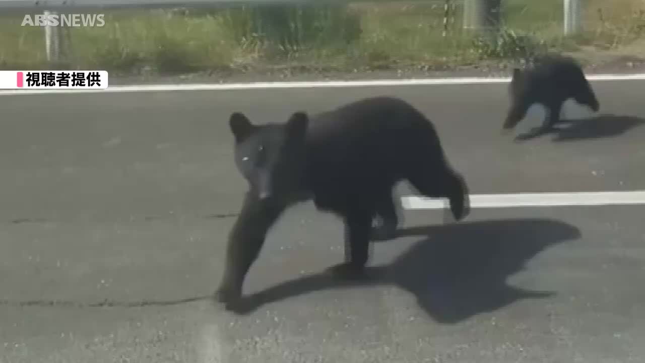 視聴者撮影】親子とみられるクマ 秋田市で2頭が道路を横断…大仙市では3