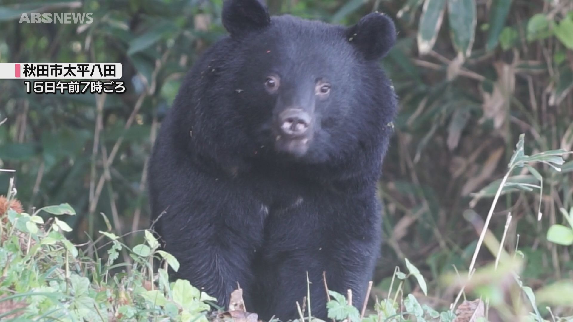 あきくま ANY（エニィ）の「クマ耳ボアジャケット（ムートンコート）」 - WEAR