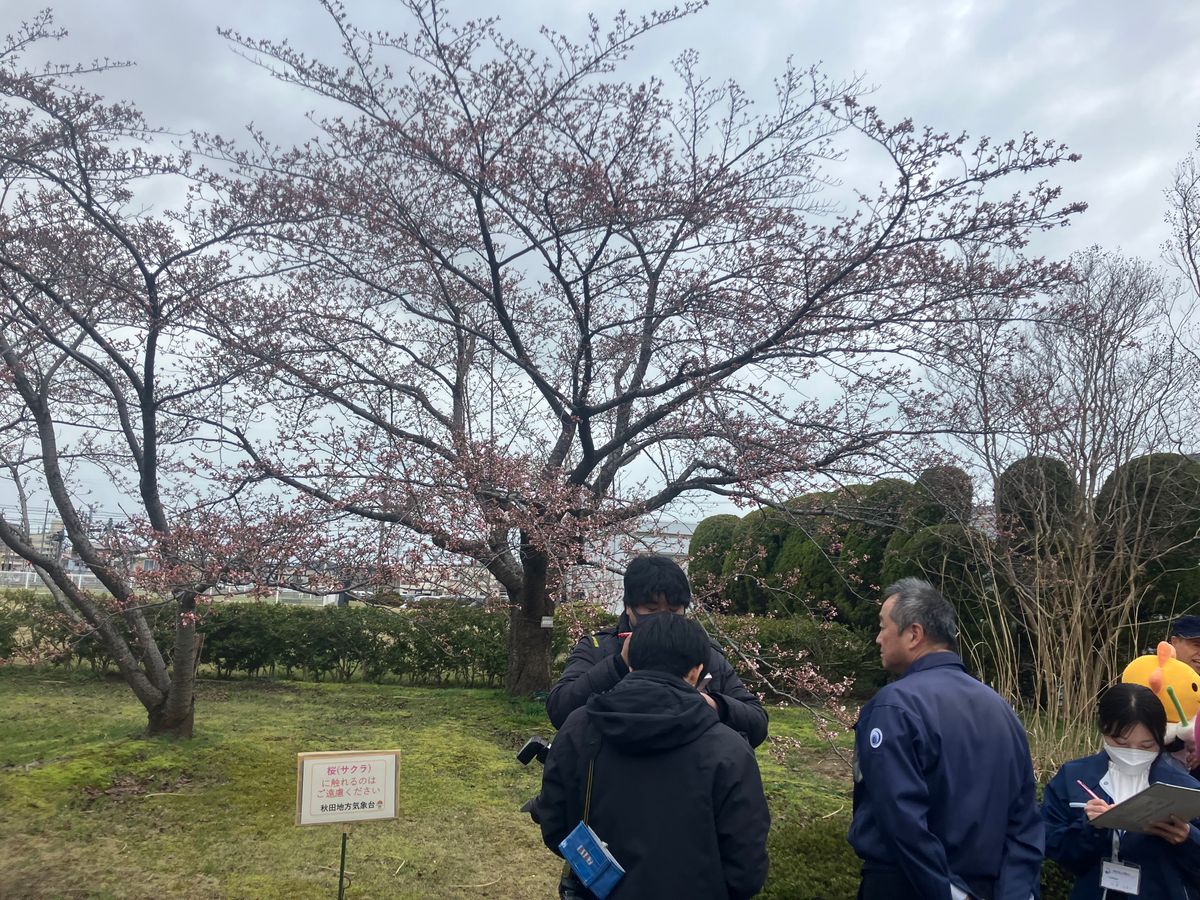 秋田市のサクラ 開花発表