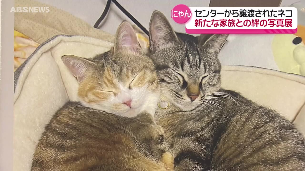 新たな家族と幸せいっぱいだニャン♡2月22日の「猫の日」に合わせて