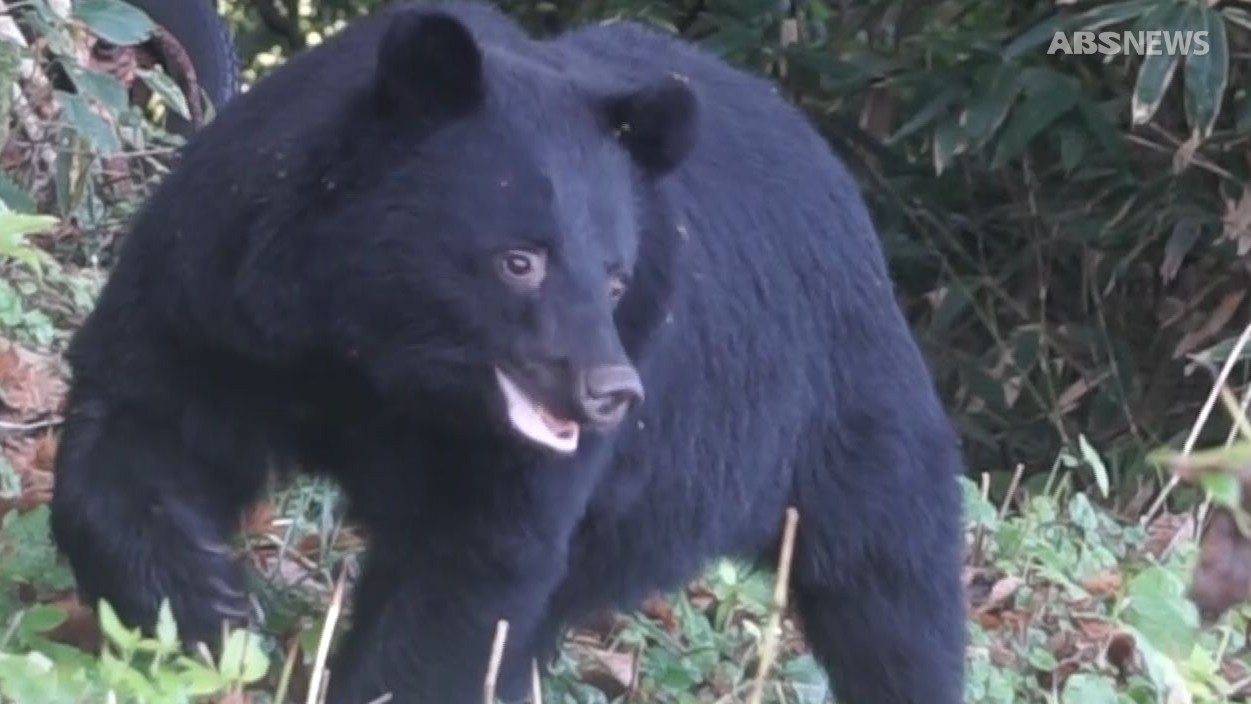 さらに出没の増加が懸念される” 県がツキノワグマ出没警報の発令期間を