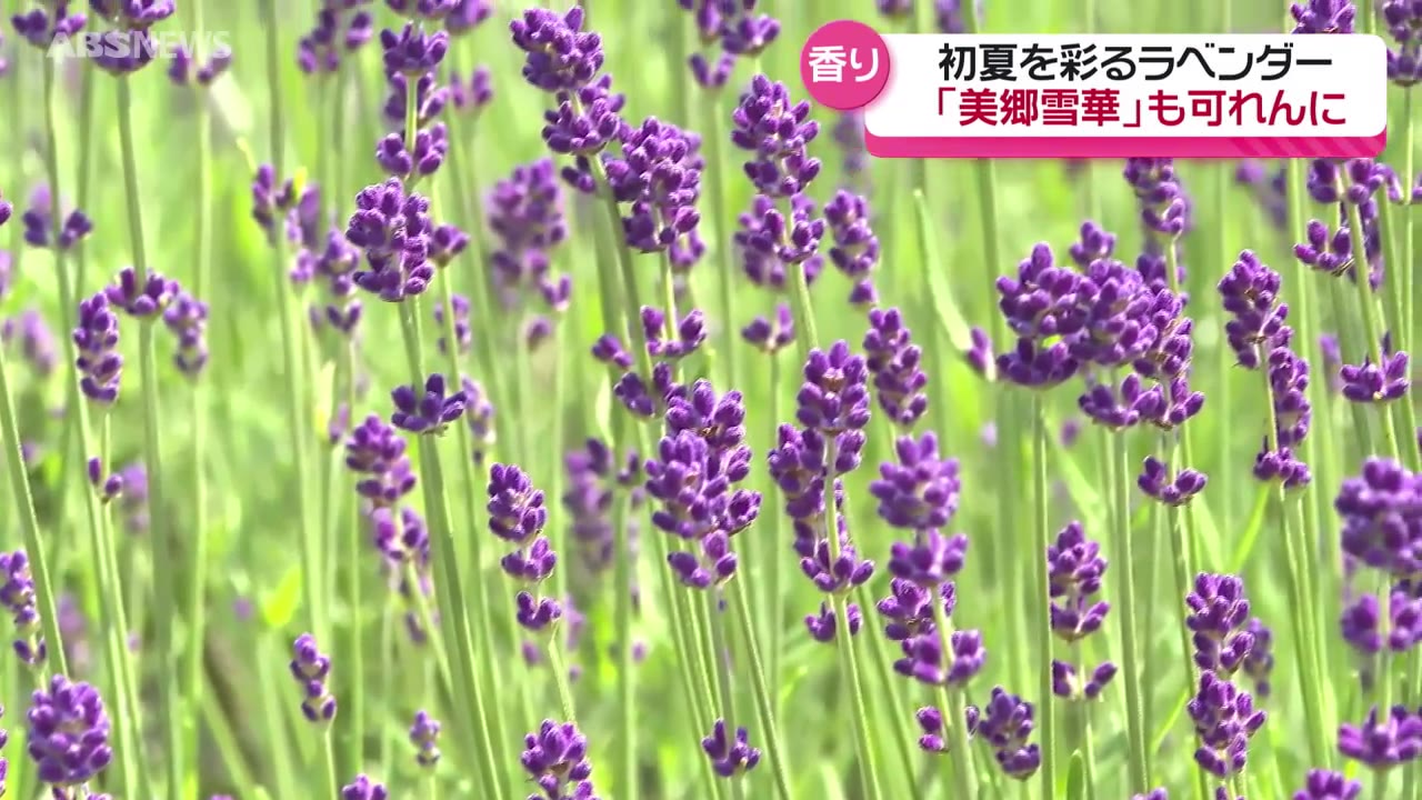 紫と白の絶景 初夏を彩るラベンダーが一斉に咲き始める 見頃は今週末