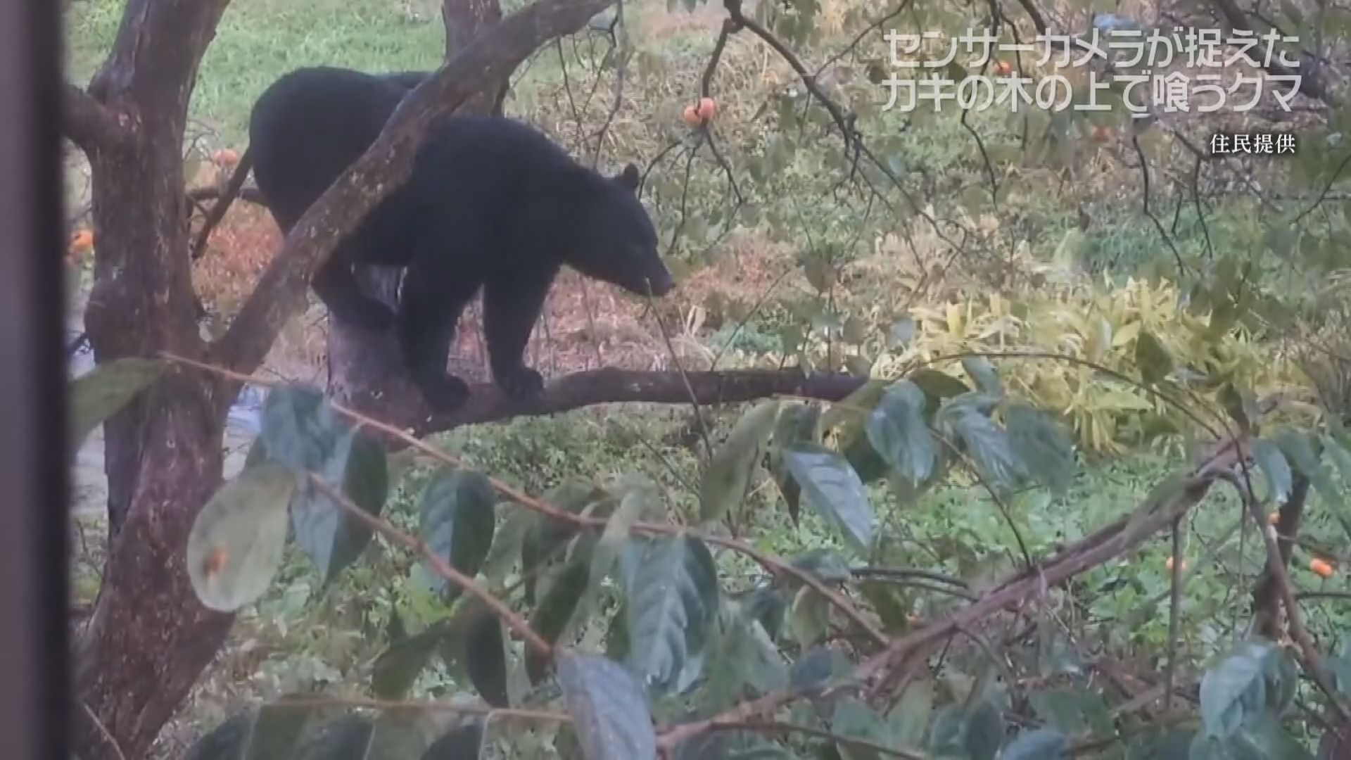くまきになります。 独自映像】カキ目当てにクマが連日出没 家の周りには複数のカキの木
