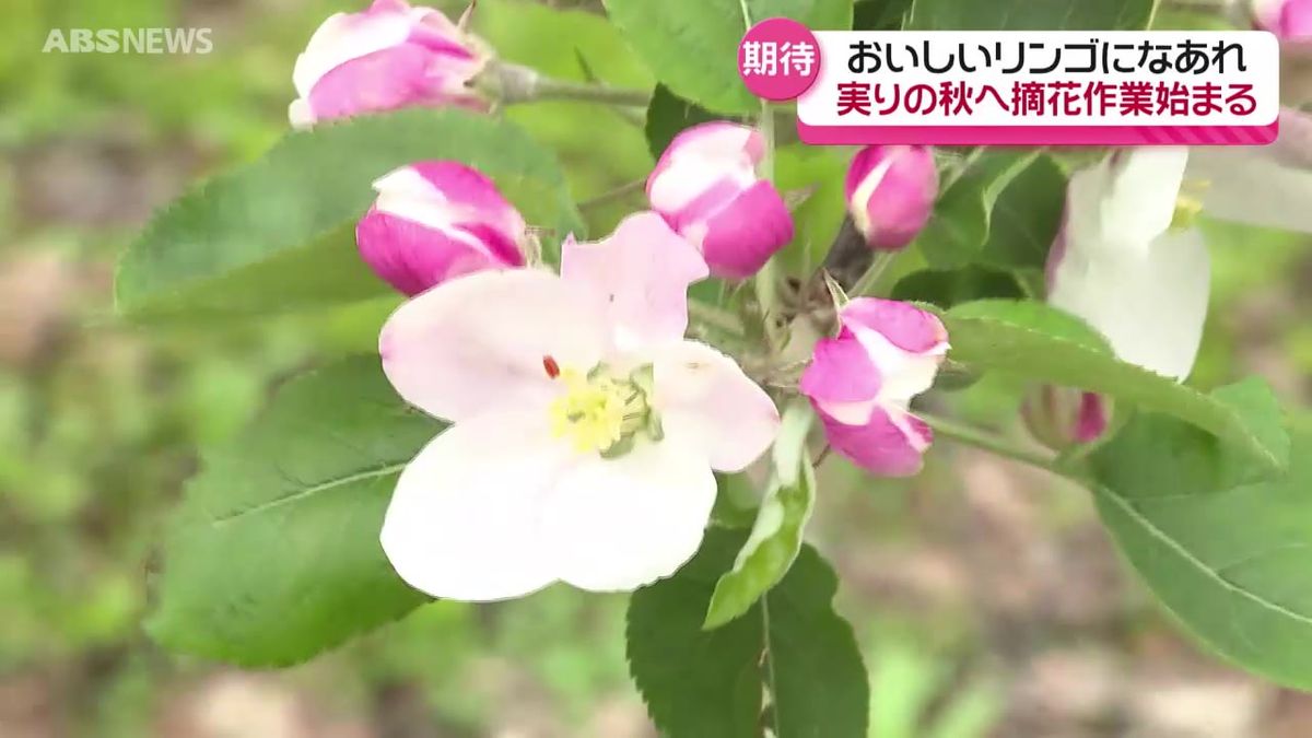鹿角市でリンゴの摘花作業がスタート　今年は順調に多くの花が…農家は実りの秋に期待寄せる