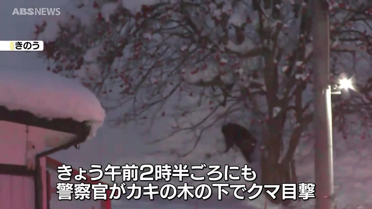 居座りカキを食べるクマ…20日もカキの木の下で目撃　捕獲も視野に今後の対応を検討　横手市