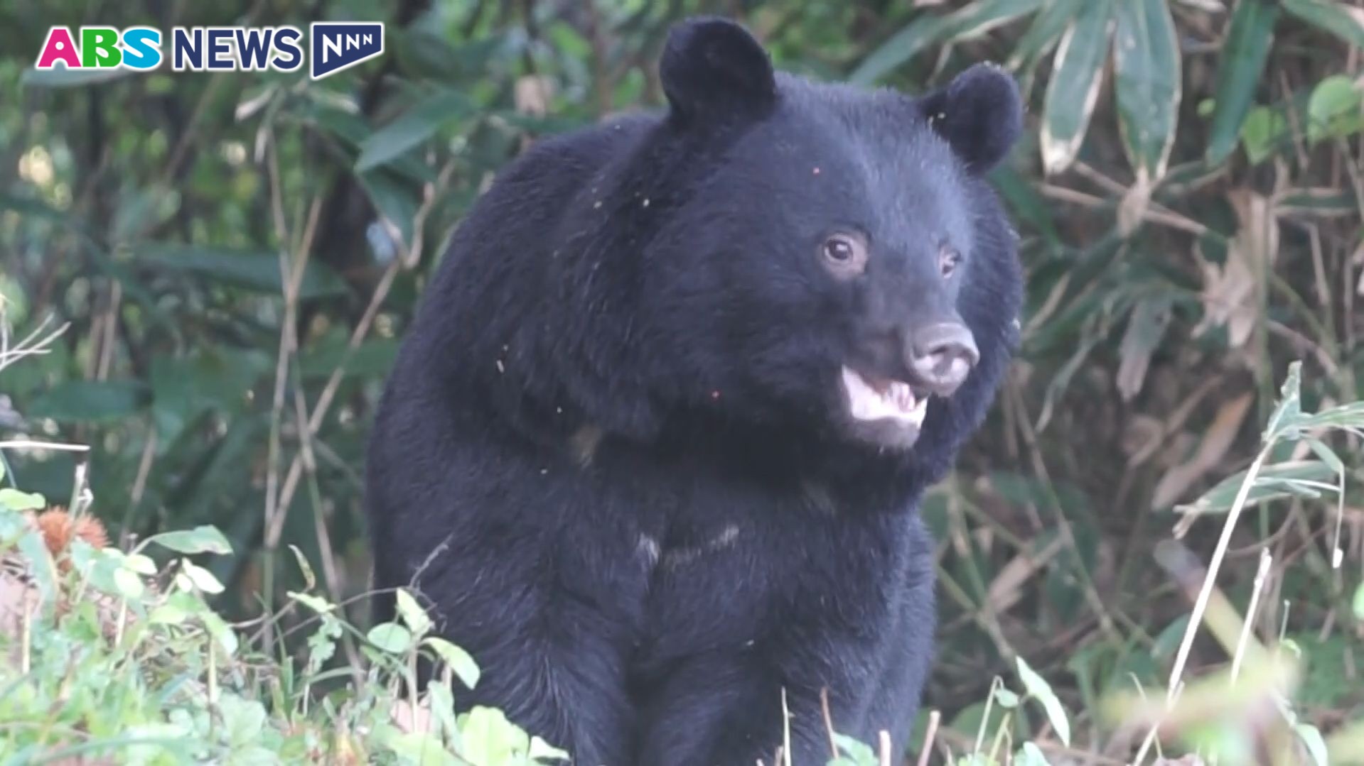 県内で捕獲されたクマは209頭 今年度7月24日までの速報値 県が