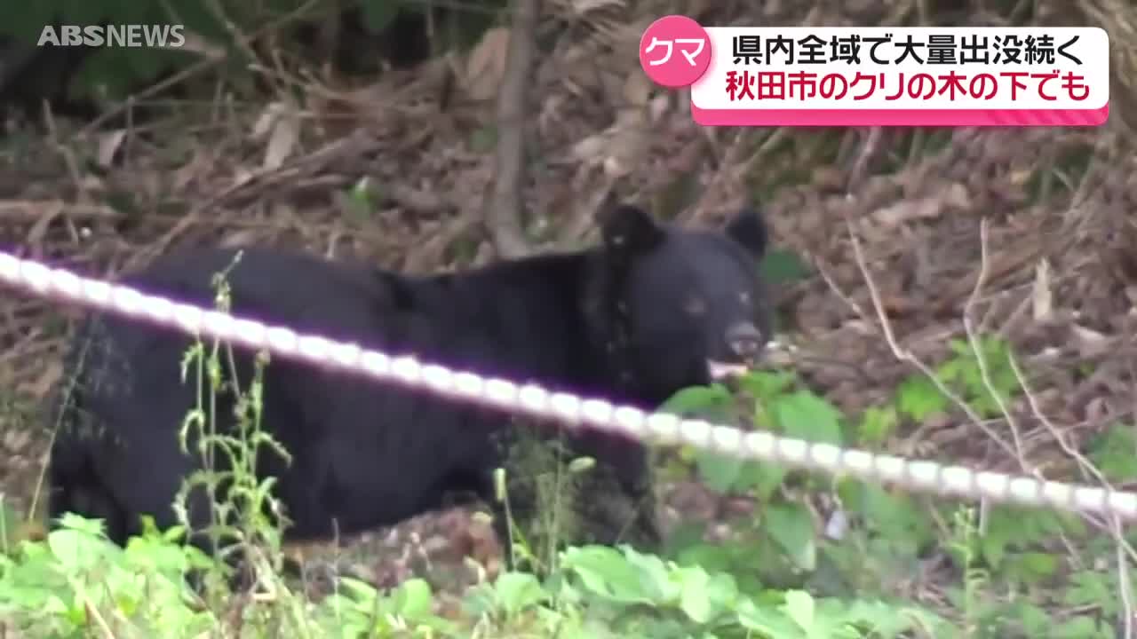 クマの大量出没が続く 9日だけで100件近くの目撃情報 仙北市では農作業