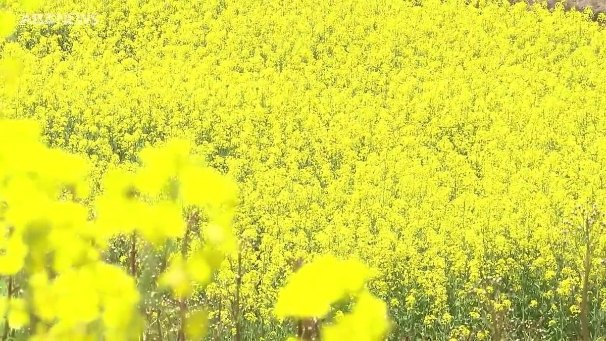 羽後町の山あいの集落で菜の花畑が見頃に　青空のもと一面に咲く黄色い花を家族連れなどが楽しむ