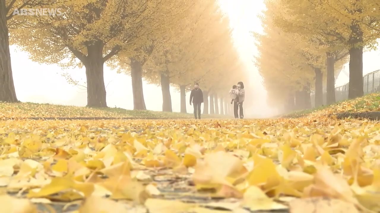 残り少ない秋…横手市でイチョウ並木が見頃 ロマンチックで幻想的