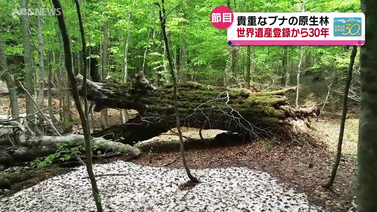 白神山地の世界自然遺産登録から30年