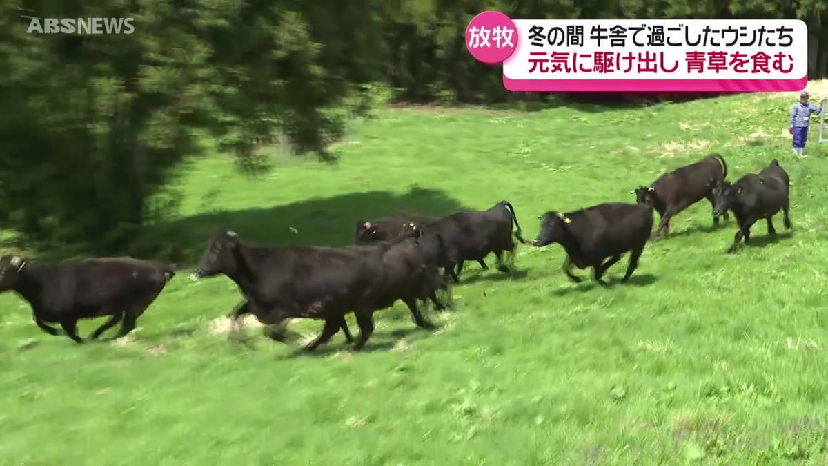 元気いっぱい牧草地へ！青空のもとウシの放牧が始まる　繁殖用のメスウシ10頭　北秋田市