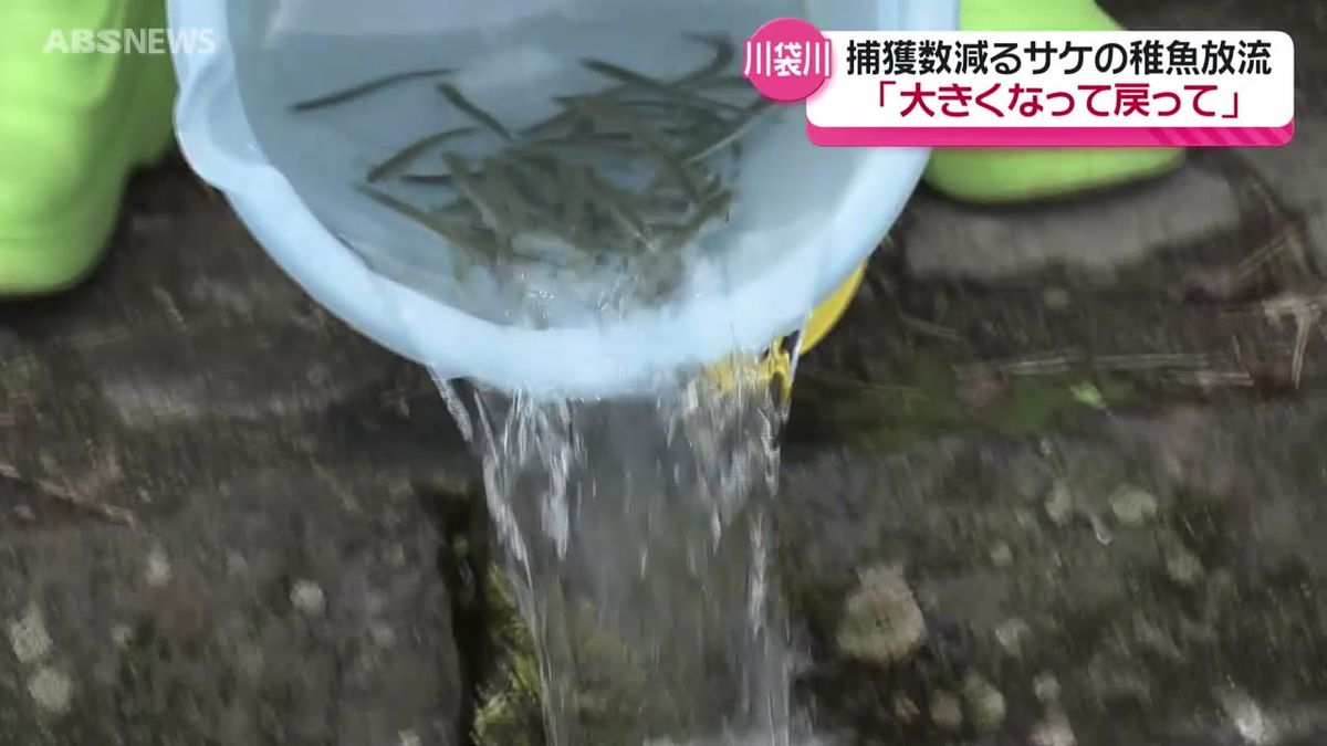 にかほ市の川袋川で地元の小学生がサケの稚魚を放流