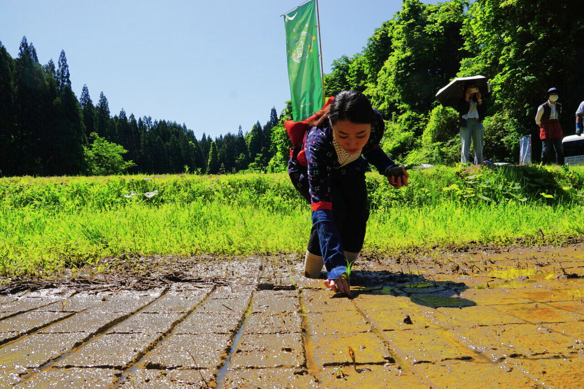地元の偉人石川理紀之助ゆかりの草木谷で田植えをする安田さん