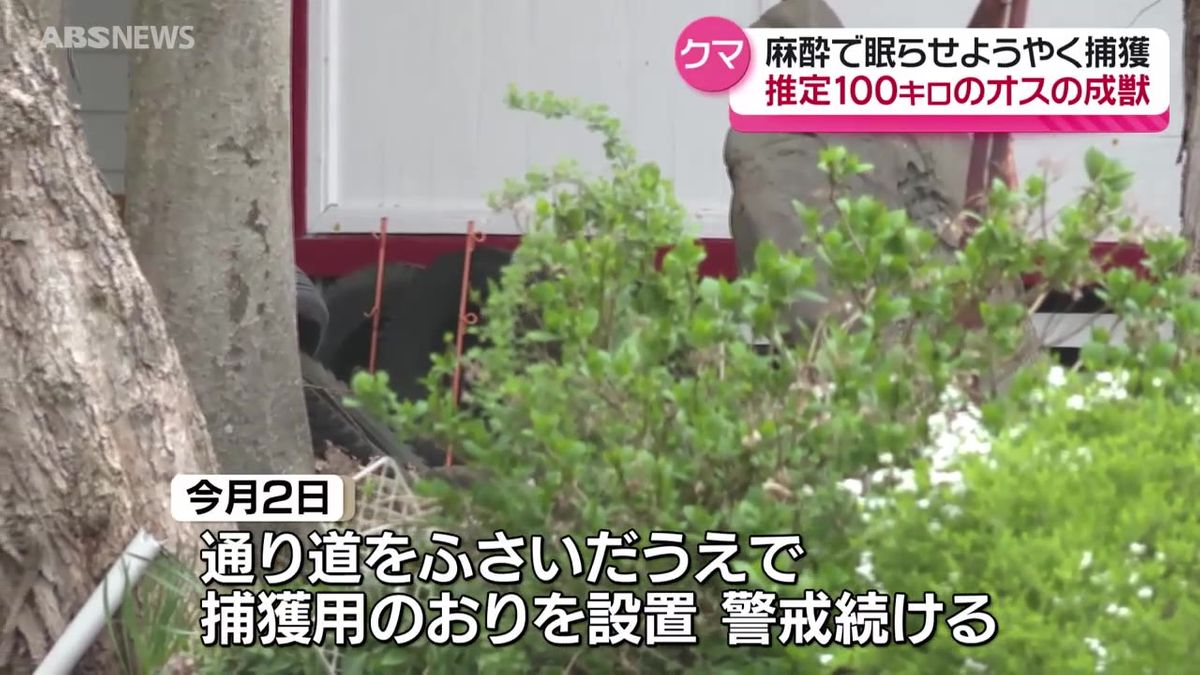 4日間神社にとどまり続けたクマ　麻酔で眠らせ捕獲