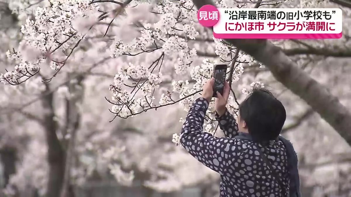 いまが見頃！にかほ市のサクラ　あの名所も地域に親しまれてきた場所も…満開のサクラをリポート