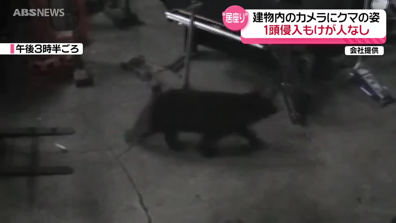 冬眠に入っているはずが…卸売市場敷地内の建物にクマ 防犯カメラが姿を