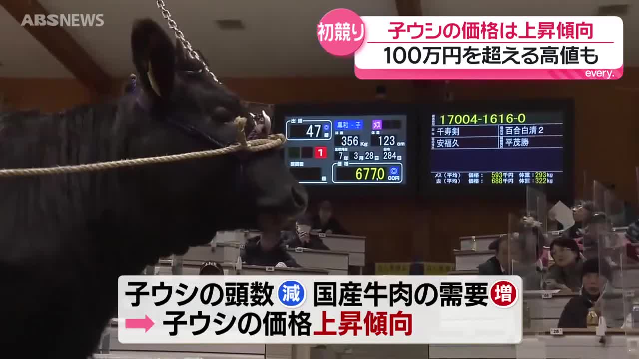 あきた総合家畜市場で子ウシの初競り 平均価格は去年より約19万円