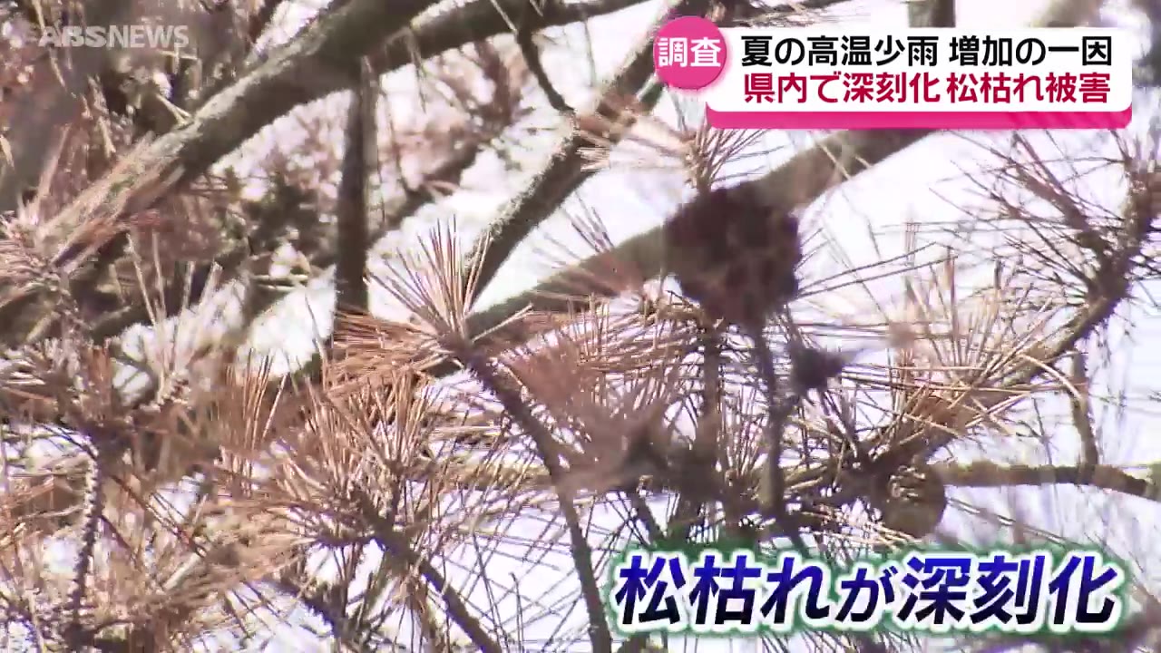 近年被害が急増する「松枯れ」その原因と影響は…（2024年11月1日掲載