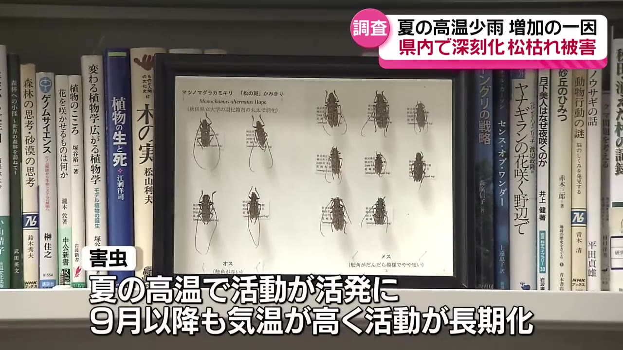 近年被害が急増する「松枯れ」その原因と影響は…（2024年11月1日掲載