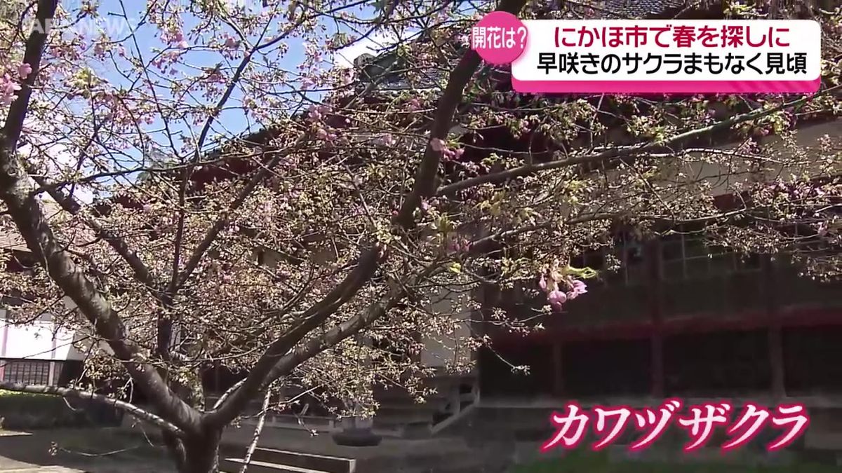 春目前で冷え込み降雪も…一方で秋山アナが春の便りを徹底リポート！早咲きのサクラは？あの名所は？