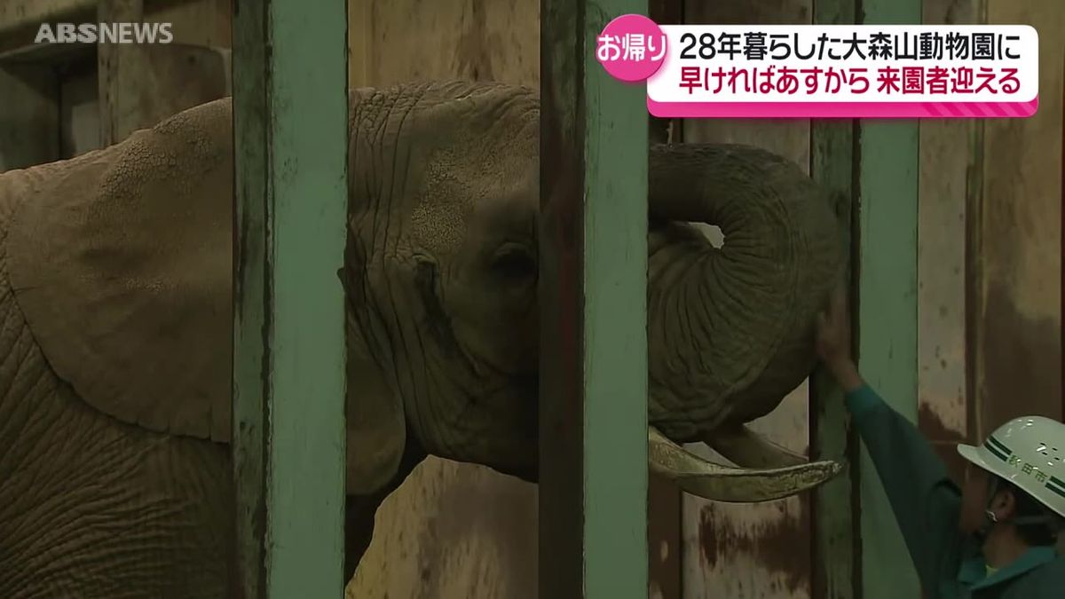 おかえりなさい！八木山動物公園からゾウの花子が6年ぶりに大森山動物園に