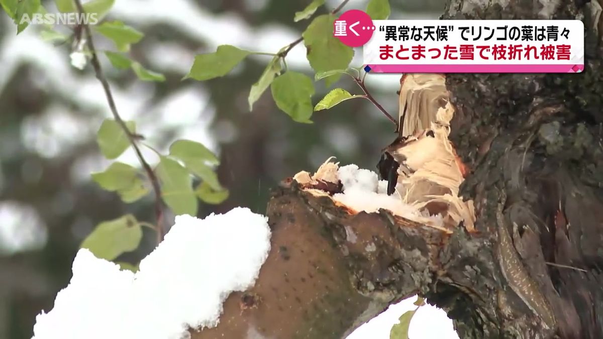 横手市のリンゴ園 この時期異例の枝折れ被害