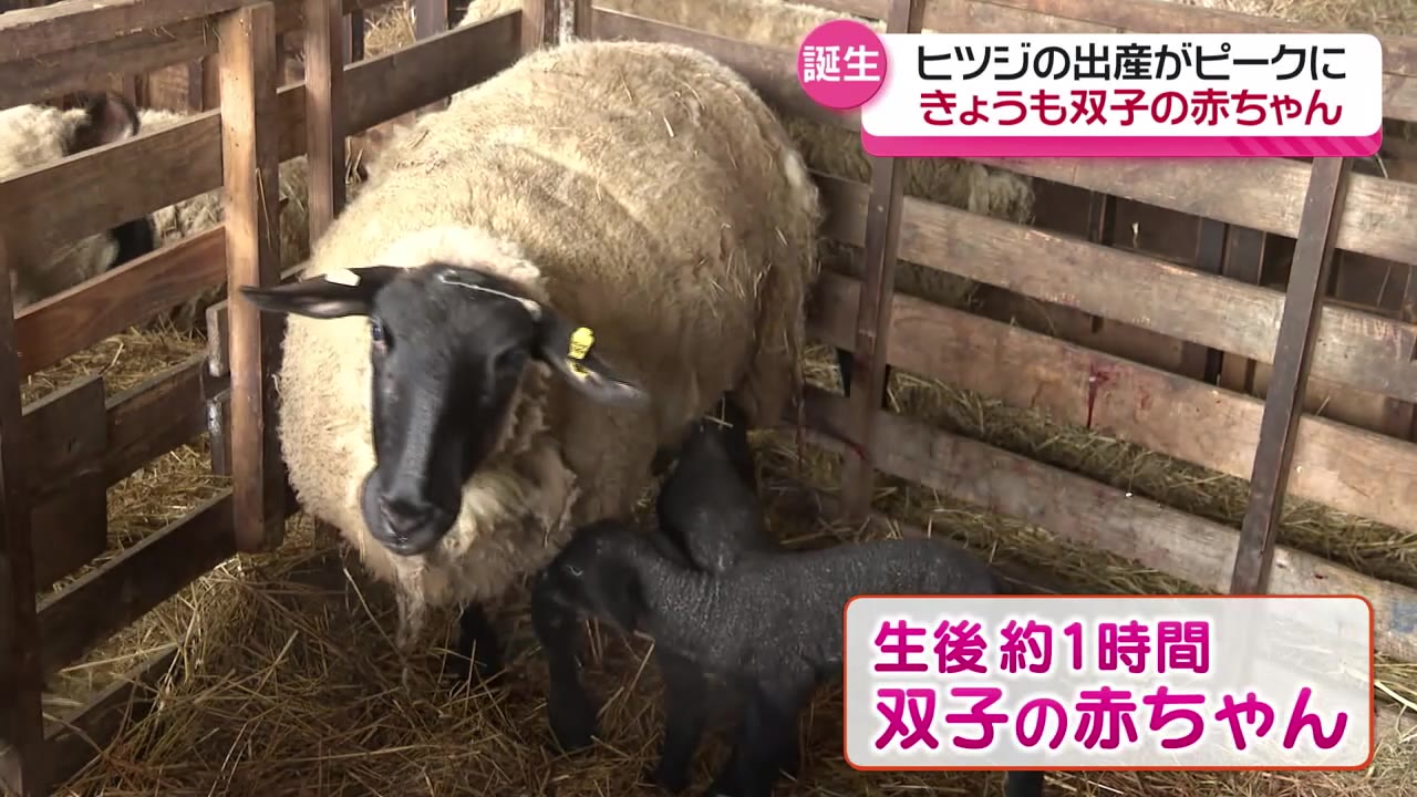 元気に「メェー！」放牧場でヒツジのベビーラッシュ 生後1時間の双子の
