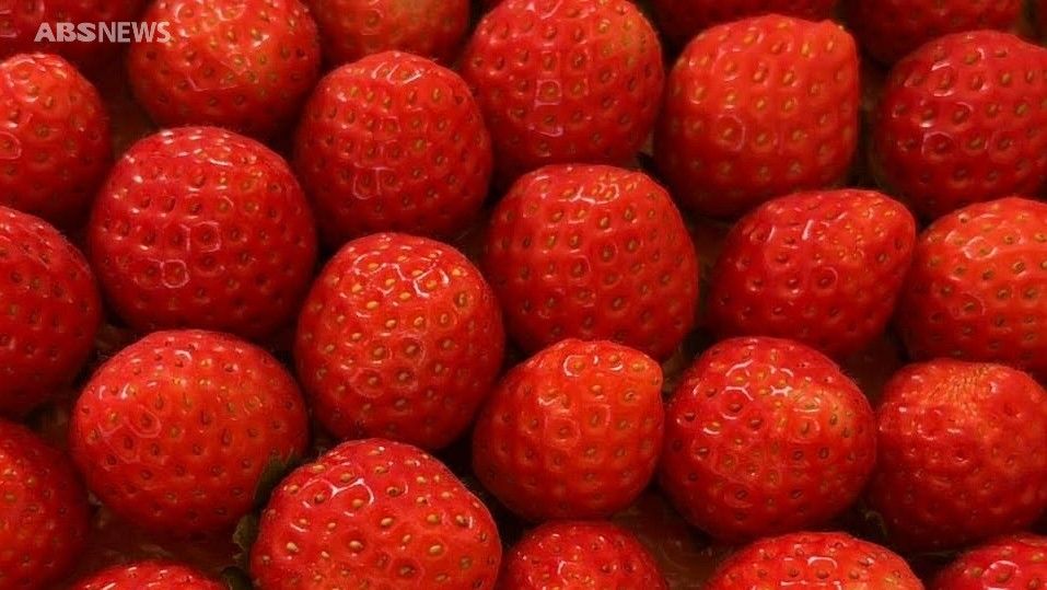 男鹿市のクラフトサケ醸造所と夏秋イチゴ「秋田夏響」がコラボ 農業×醸造で誕生した唯一無二の新作 販売は抽選予約で(2026年4月16日掲載 ...