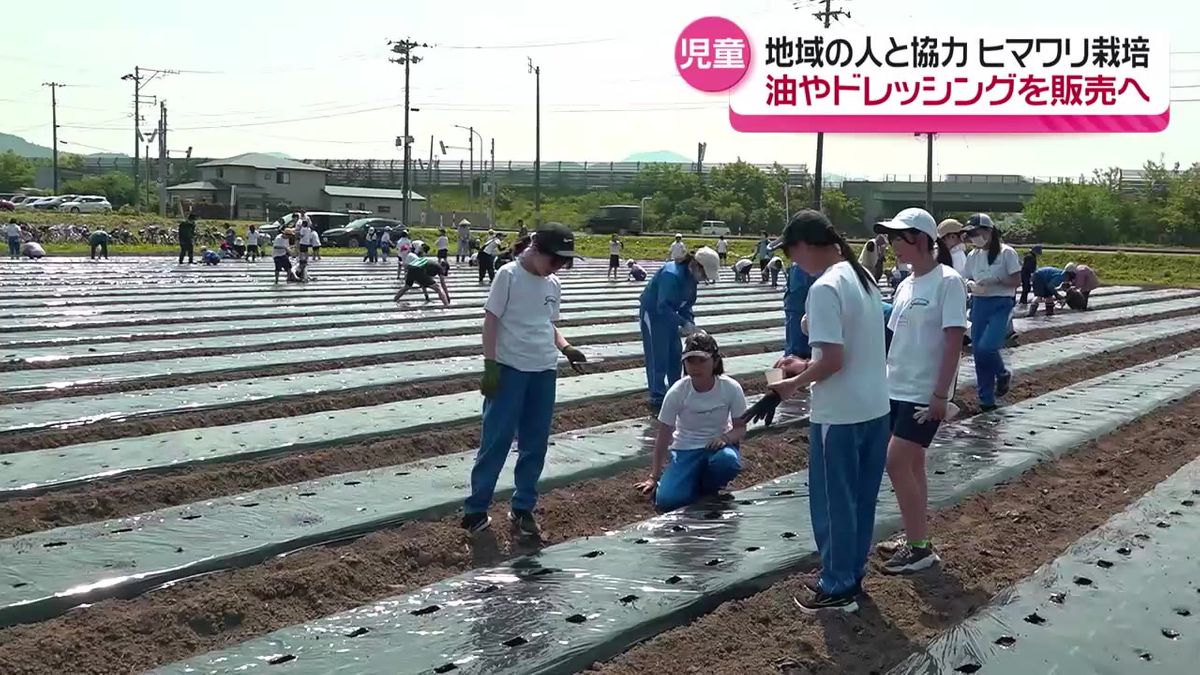 大館市の小学校でヒマワリの種まき 8月中旬には見ごろに 収穫した種から油をしぼり販売する計画も